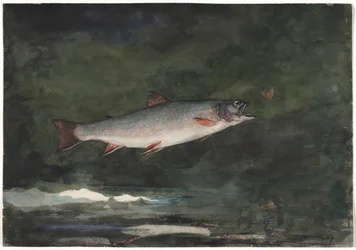 Springende Forel, 1889