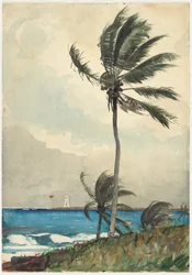 Palmboom, Nassau
