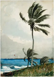 Palmboom, Nassau