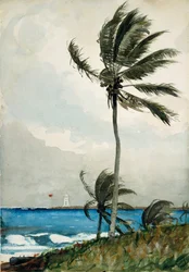 Palmboom, Nassau