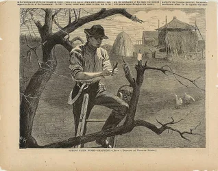 Voorjaarsboerderij-enting