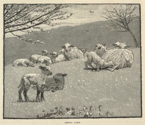 Voorjaarslam, uit Scribner