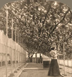 De oudste wijnstok ter wereld, Hampton Court Palace, geplant in 1768, Engeland, 1897