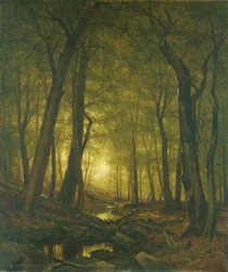 Avond in het bos