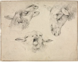 Schapenkoppen, tweede of derde kwart 1800s