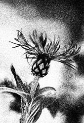 Fijne bloemschets