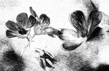 Elegante bloemtekening