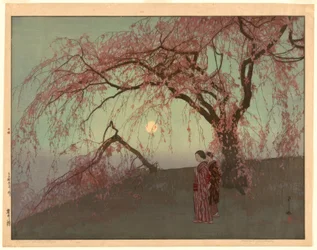 Kumoi-kersenbomen (Kumoi sakura)