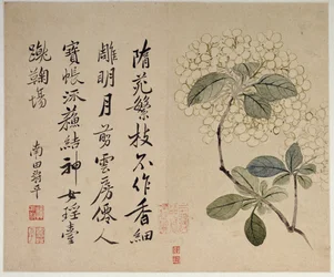 Hortensia