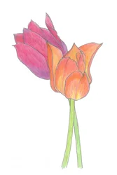 Kleurrijk tulpenpaar