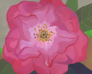 Levendig roze roos