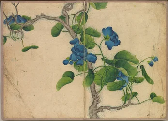 Bureau Album: Bloemen en Vogel Schilderijen Klimmende Blauwe Bloemen, 18e eeuw