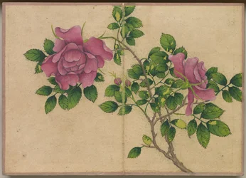 Bureaualbum: Bloemen- en vogel schilderijen Roos, 18e eeuw