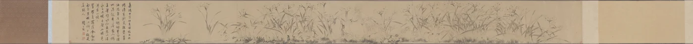 Narcissus Rol