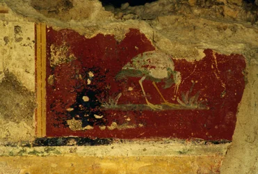 Vogel, fresco fragment, Salus Augusta Tempel-Cryptoporticus, oude Romeinse stad Urbs Salvia, Urbisaglia, Marche, Italië