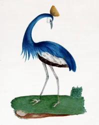 Kuifreiger