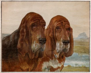 Honden van Sint Hubertus of Bloedhond