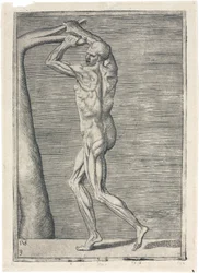 Spieren Anatomische studie van mannelijke musculatuur; man die een tak breekt, ca. 1555