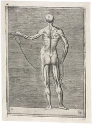 Spieren Anatomische studie van mannelijke musculatuur; man die een touw vasthoudt, ca. 1555