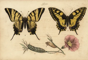 Oude Wereld koninginnenpage, Papillo machaon 1,2,3 en zeldzame koninginnenpage, Iphiclides podalirius 4