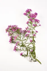 Roze bloemen van Michaelmas Daisy aster amellus