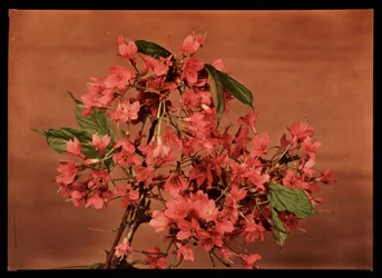 Rode bloemen, ca. 1940