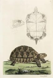 Spoorschildpad