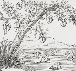 De Vogelboom