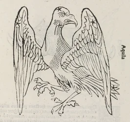 Het sterrenbeeld Aquila