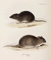 Twee soorten muizen, ca. 1832-1836