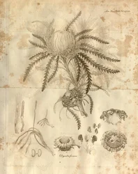 Plate 3 uit Volume 10 van Transactions of the Linnean Society of London, gepubliceerd in 1811. De afgebeelde plant is Dryandra formosa (nu Banksia formosa)