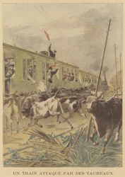 Een trein aangevallen door stieren
