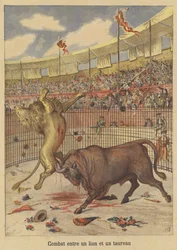 Gevecht tussen een leeuw en een stier
