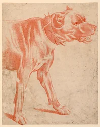 De voorzijde van een hond