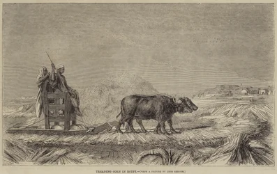 Koren Stampen in Egypte