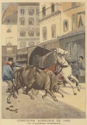 Landbouwtentoonstelling van 1895. Een ontsnapte stier