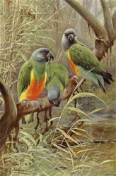Senegal papegaai