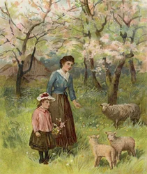 Appelbloesems