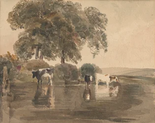 Koeien in een Poel