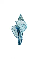 Blauwe schelp