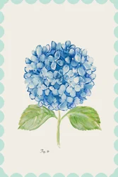 Illustratie van een blauwe hortensia