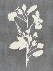 Botanisch rozenprofiel