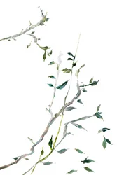 Fijne groene takjes