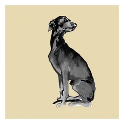 Elegante zwarte hond