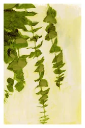 Waaierende groene bladeren