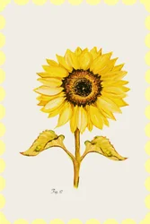 Gouden zonnebloem in bloei