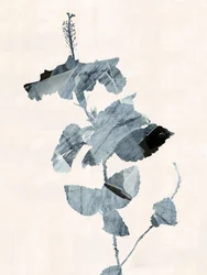 Hibiscusbloesem – Abstrakt