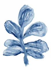 Indigo-aquarel, botanisch