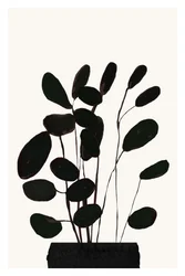 Minimalistische kamerplant