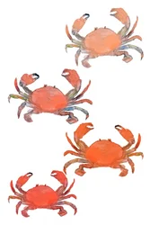 Zeevruchten Krabben Aquarel